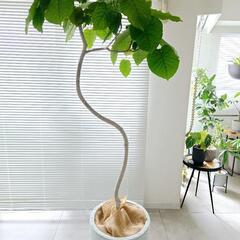 ◼️フィカスウンベラータ◼️特大174センチ　10号　観葉植物の画像