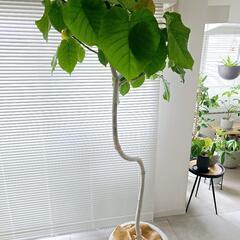 ◼️フィカスウンベラータ◼️特大174センチ　10号　観葉植物の画像