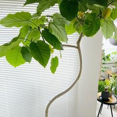 ◼️フィカスウンベラータ◼️特大174センチ　10号　観葉植物の画像