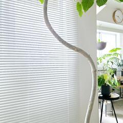 ◼️フィカスウンベラータ◼️特大174センチ　10号　観葉植物の画像