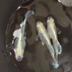 【めだか】 鱗光ヒカリ　幼魚　10匹　