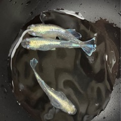 【めだか】 鱗光ヒカリ　幼魚　10匹　の画像