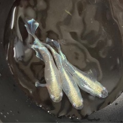 【めだか】 鱗光ヒカリ　幼魚　10匹　の画像