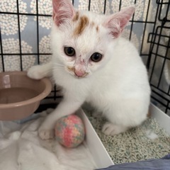 譲渡会に参加します🐾
