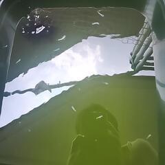 サンセット極龍メダカ稚魚10匹の画像