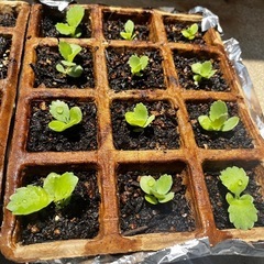 【観葉植物、多肉植物】金運、子宝草、子宝弁慶草（カランコエ、マザーリーフ）子株の画像