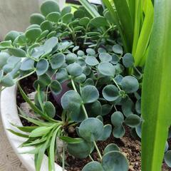 珍しい折り鶴ランとミセバヤの寄せ植えの画像