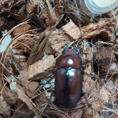 アスタコイデスノコギリクワガタ♂♀ペアの画像