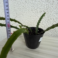 レッドピタヤ　ドラゴンフルーツ赤　実生苗
