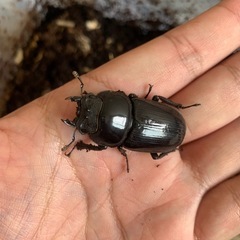 7月21日まで✨️オオクワガタペア♂66mm♀43mmの画像