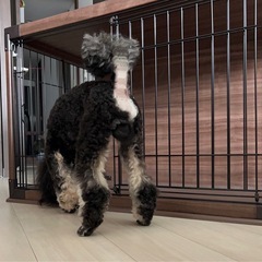 ペットケージの画像