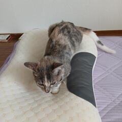 生後5ヶ月、元気いっぱい