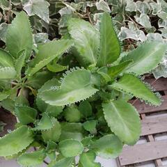 🌱値下🌱子宝草の画像