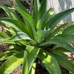 多肉　植物　アガベ　大株　鉢あり　の画像