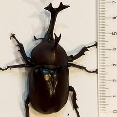 国産カブトムシペア(夏休みの飼育日記向け)の画像