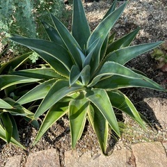 多肉　植物　アガベ　大株 の画像