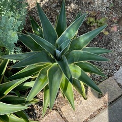 多肉　植物　アガベ　大株 の画像
