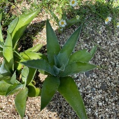 多肉　植物　アガベ　子株の画像