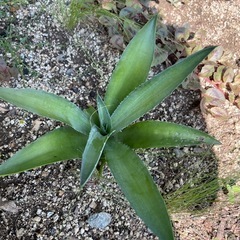 多肉　植物　アガベ　子株の画像