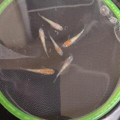 メダカ　極上種親クラス　稚魚メダカ　三色ラメ　3ペア　現物出品　( 江戸三色 ✕ 三色同刻 )　(改良メダカ)　(メダカ)　(めだか)の画像