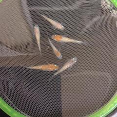メダカ　極上種親クラス　稚魚メダカ　三色ラメ　3ペア　現物出品　( 江戸三色 ✕ 三色同刻 )　(改良メダカ)　(メダカ)　(めだか)の画像