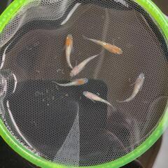 メダカ　極上種親クラス　稚魚メダカ　三色ラメ　3ペア　現物出品　( 江戸三色 ✕ 三色同刻 )　(改良メダカ)　(メダカ)　(めだか)の画像
