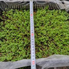 観葉植物　ベビーティアーズの画像