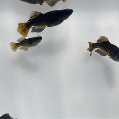 カイジ メダカの若魚10匹の画像