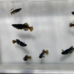 カイジ メダカの若魚10匹の画像