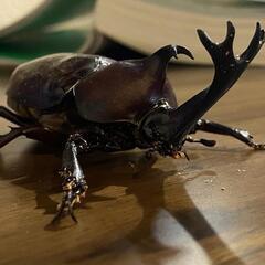 カブトムシ　オスメスセットの画像