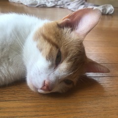 茶白の猫ちゃんです。