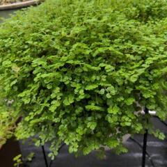 観葉植物　ベビーティアーズの画像