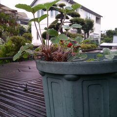 ワイルドストロベリー　　　観葉植物の画像
