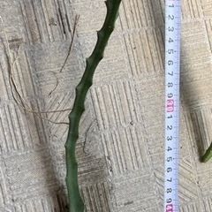 イエローピタヤ揷し木用苗②ドラゴンフルーツ黄色