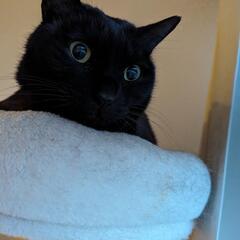 猫ちゃん用のちゅーるを分けてくださいの画像