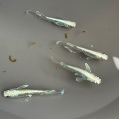 メダカ　エメキン2ペアの画像