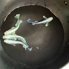 メダカ　エメキン2ペアの画像