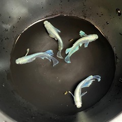 メダカ　エメキン2ペア