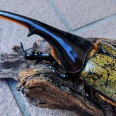 ヘラクレスオオカブトムシ♂単品の画像