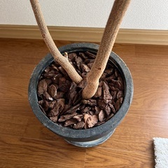 エバーフレッシュ
の画像