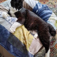 迷子猫探しています