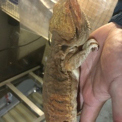 アクリル水槽　　　流木　ライト　レッドフト
の画像