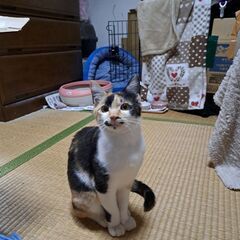 里親募集。とっても美人な女の子約11ヶ月ぐらい