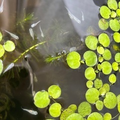 メダカの稚魚の画像