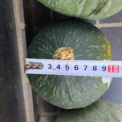 新鮮かぼちゃの画像