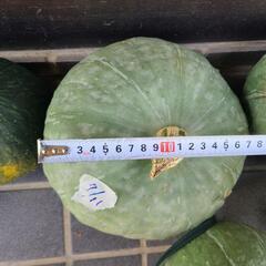 新鮮かぼちゃの画像