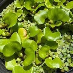 水草　ホテイアオイとアマゾンフロッグピットの画像