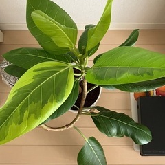 ①観葉植物　フィカス アルテシーマ　の画像