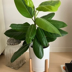 ①観葉植物　フィカス アルテシーマ　の画像
