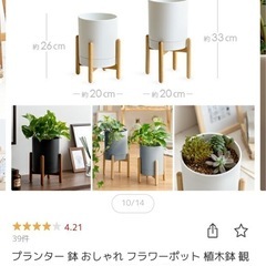 ①観葉植物　フィカス アルテシーマ　の画像